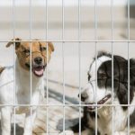 Creating a Safe and Comfortable Dog Boarding Experience