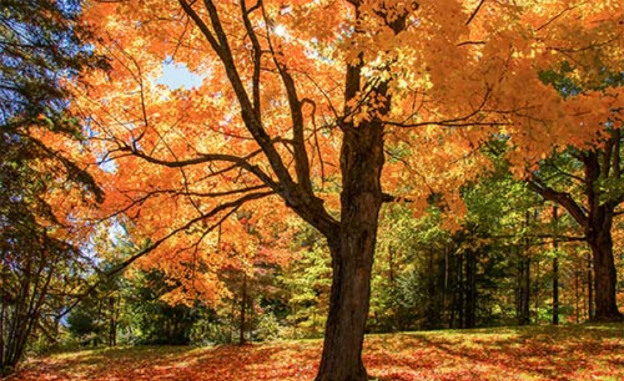 The Benefits Of Maple Trees