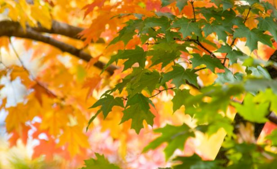 Selecting The Ideal Maple Tree For Your Garden