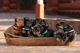 Choosing the Right Doberman Puppy: Factors to Consider