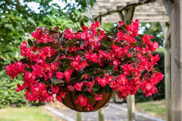 Begonia Mallacoota