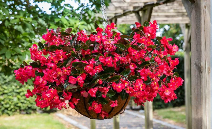 Begonia Mallacoota