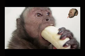 Banana:b4hnuk08dew= Monkey