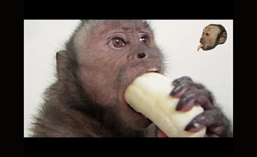 Banana:b4hnuk08dew= Monkey