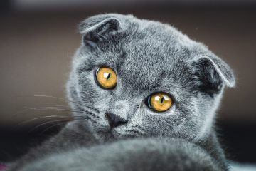 Scottish Fold Cat