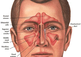 The Role of Sinus Anatomy in Smell and Taste