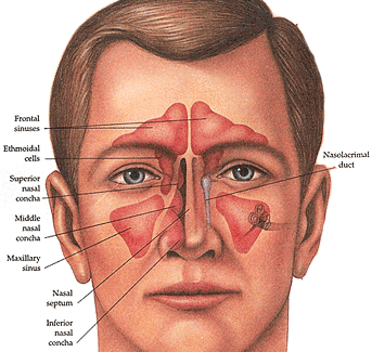 The Role of Sinus Anatomy in Smell and Taste