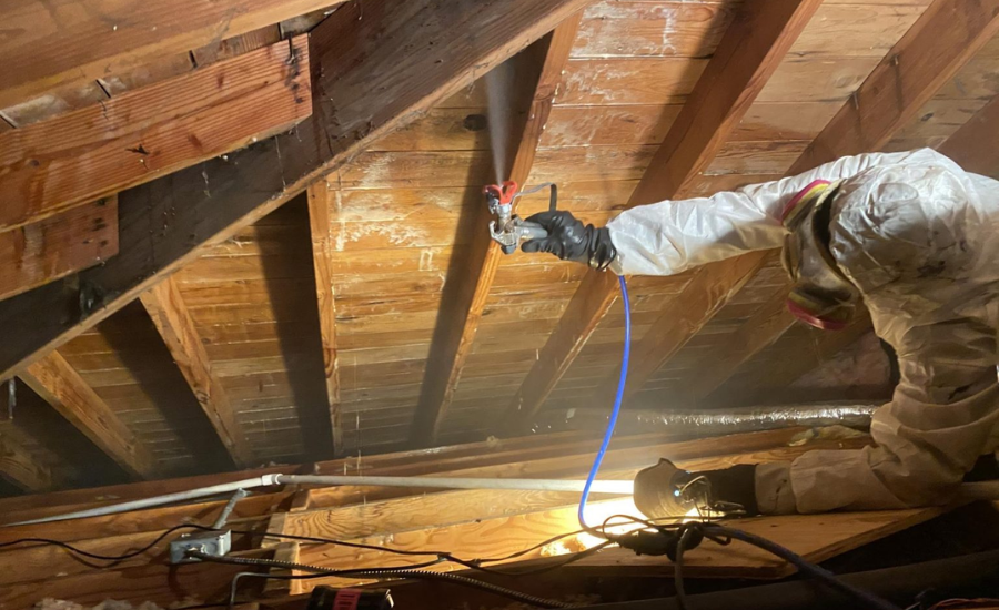 Attic mold